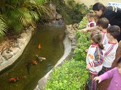 Lago com carpas